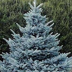 Ель колючая "Супер Блю Сидлинг" (Super Blue Seedling)