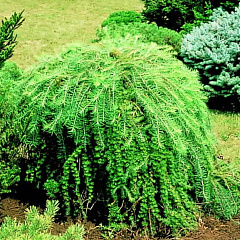 Лиственница японская "Пендула" (Pendula)